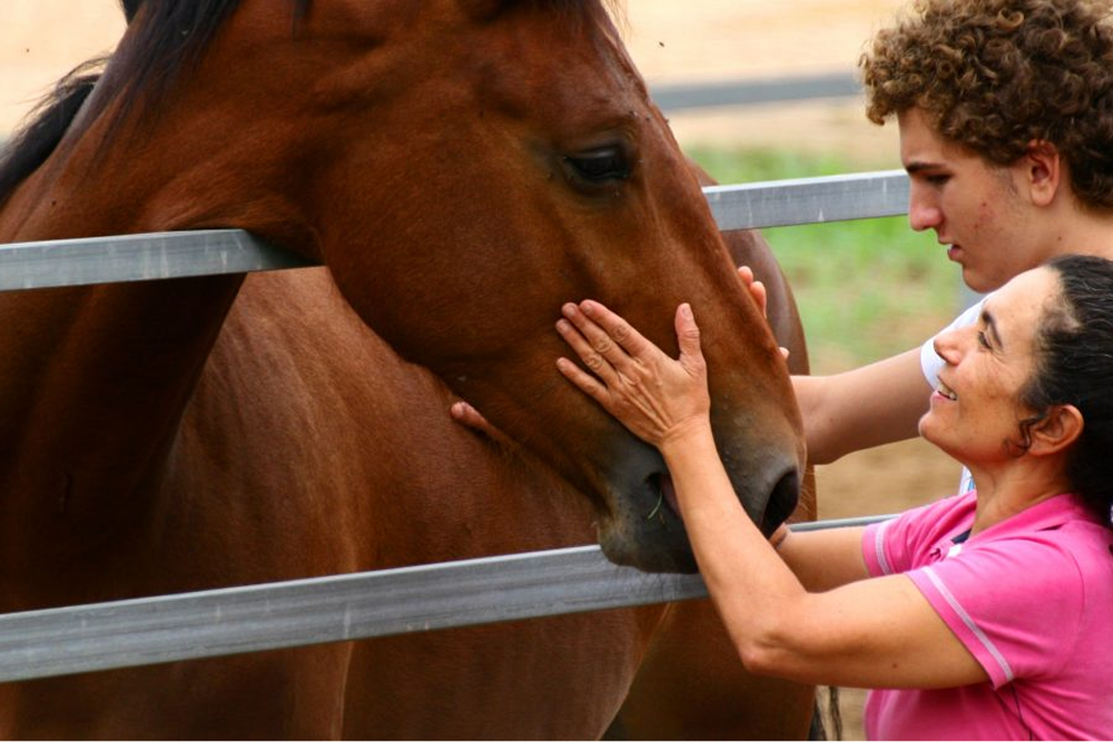 Personas acariciando a un caballo