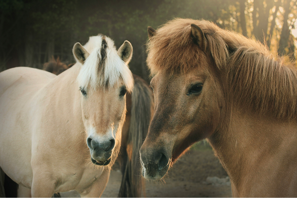 Retrato de dos ponis