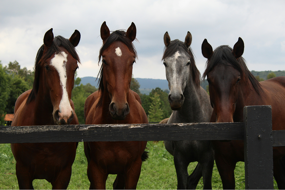 Retrato de cuatro caballos